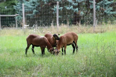 Un groupe de mouton mange de l'herbe